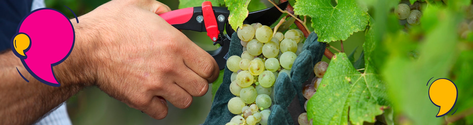 Ouvrir son site e-commerce : les erreurs à éviter pour vendre du vin